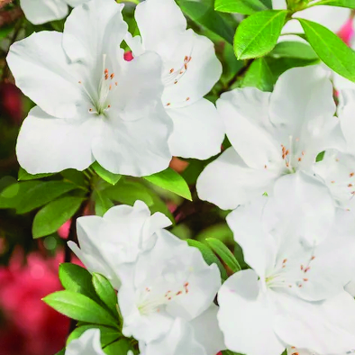 Gärtnerei Gruber - GB Gartencenter GmbH & Co. KG